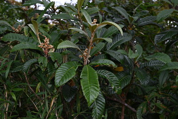 The loquat ( Rhaphiolepis bibas ) buds and flowers. Rosaceae evergreen fruit tree. Sweet-scented white five-petaled flowers bloom from November to December.