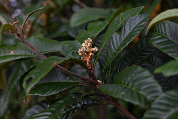 The loquat ( Rhaphiolepis bibas ) buds and flowers. Rosaceae evergreen fruit tree. Sweet-scented white five-petaled flowers bloom from November to December.