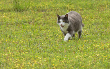 Fat gray and white cat walking across yellow clover field on a hot summer day - 672978003