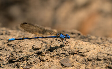 Beautiful, blue, male, Springwater Dancer damselfly in summer sun