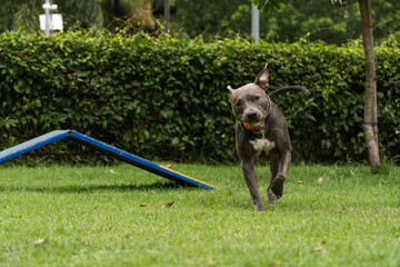 Pit bull dog practicing agility and playing in the dog park. Dog place with toys like a ramp and...
