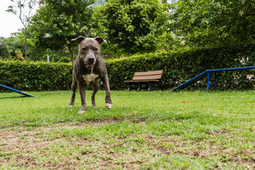 Pit bull dog practicing agility and playing in the dog park. Dog place with toys like a ramp and...