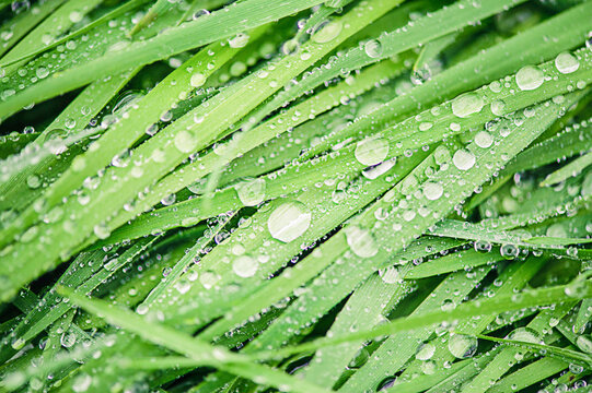 Green grass macro photo with dew drops. Grass as a background with water drops.
