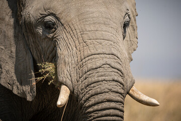 Portrait of african elephants (loxodonta africana) walking through the great savanna of Serengeti...
