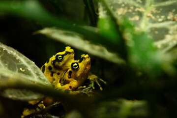 Pair of Yellow Banded Poison Dart Frogs (Dendrobates leucomelas) on top of one another. Amphibian copulation, cuddling, mating, in the thick vegetation. Male female couple