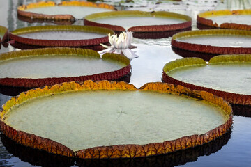 Giant Lily Pads (Victoria amazonica) also called uape jacana. Large round green, rimmed leaves...