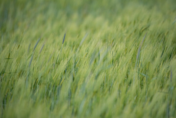 Barley in the field. Green ears of barley in the spring field. Cereal plants waving in the wind.
