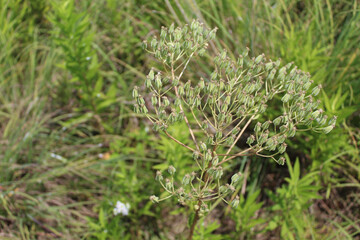 Pale Indian plantain at Miami Woods in Morton Grove, Illinois