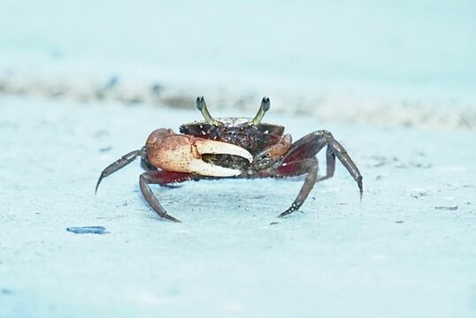Close-up shot of a small brown crab walking along the sandy beach with the pristine, crystal-clear