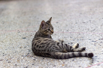 portrait of a cute cat in a shop