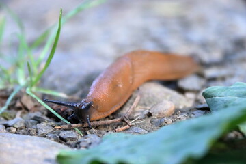 snail on a leaf