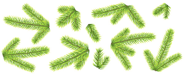 Winter fir tree green branches isolated on white background. Christmas template.