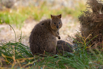 Close up of a Quokka, small marsupial macropod animal, located in natural habitat on Rottnest Island, western Australia