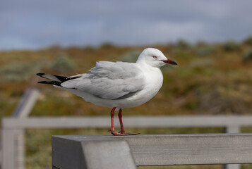 Common Silver Gull coastal bird western Australia