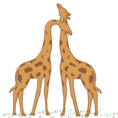 Giraffe couple