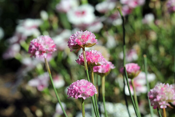 Pink armeria flowers on a plant in a garden