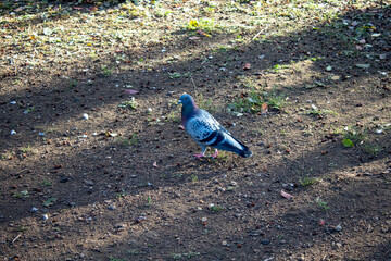 Pigeons in the park
