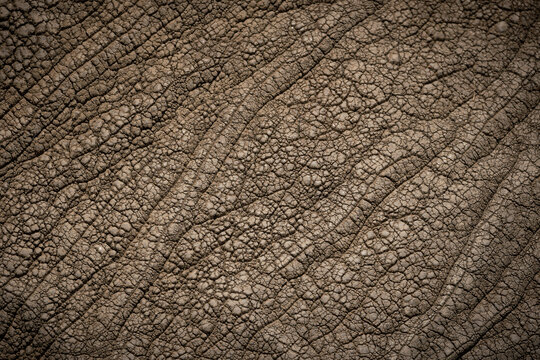 The skin of a big african elephant (loxodonta africana) in the savanna of Serengeti National Park, Tanzania.