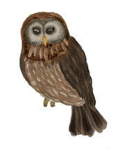 Owl clipart 