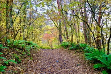 【福島】五色沼湖沼群の紅葉（黄葉）