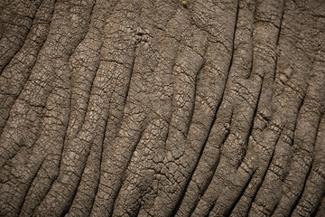 The skin of a big african elephant (loxodonta africana) in the savanna of Serengeti National Park, Tanzania.