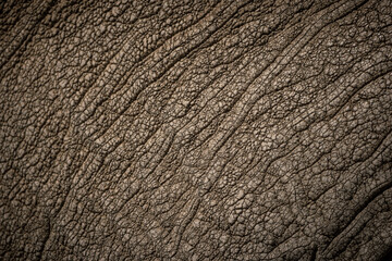 The skin of a big african elephant (loxodonta africana) in the savanna of Serengeti National Park,...