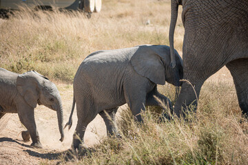 Portrait of a baby african elephant (loxodonta africana) walking with his family through the great savanna of Serengeti National Park, Tanzania