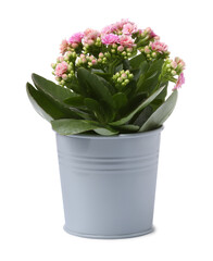 Kalanchoe flower in stylish pot isolated on white