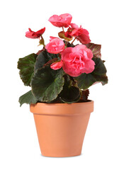 Begonia flower in terracotta pot isolated on white