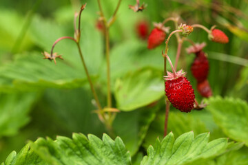 Ripe wild strawberries growing outdoors, space for text. Seasonal berries