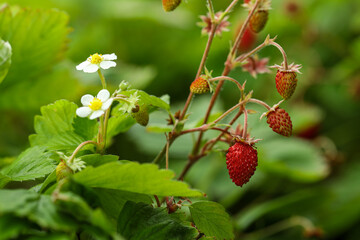 Small wild strawberries growing outdoors. Seasonal berries