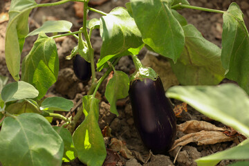 Small ripe eggplants growing on stem outdoors