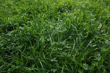 Fototapeta na wymiar Fresh green grass with water drops growing outdoors in summer, closeup