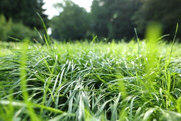 Fresh green grass growing on meadow in summer, closeup