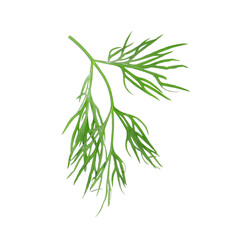 Fototapeta premium Sprig of fresh dill isolated on white