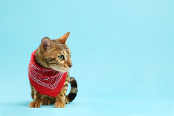 Cute Bengal cat with red bandana on light blue background, space for text
