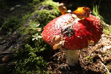 One poisonous mushroom growing in forest, closeup