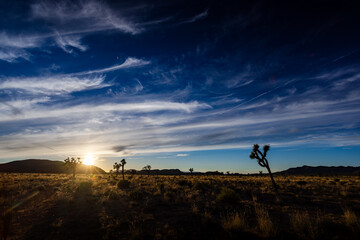 High clouds and Joshua Trees