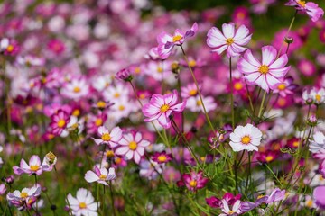 光を浴びて輝く満開のピンクのコスモス