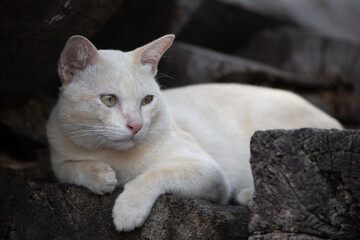  Cute cat lying on the ground