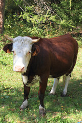portrait of a lovely cow