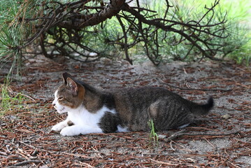 松の木の下で横たわる地域猫