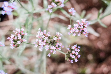 Purple honeybee perennials blooming in the garden 
