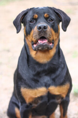 Mature adult female purebred rottweiler head shot close up 