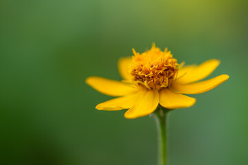Yellow Flower
