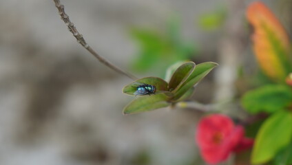 blue dragonfly on leaf