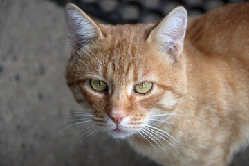 portrait of a cat