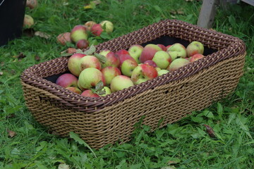 basket of apples