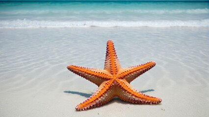 Fototapeta na wymiar Starfish on a beach shore