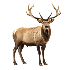 Real Bull Elk isolated on white 